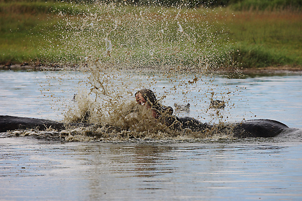 포토 JPG 해외이미지 동물 공원 호수 야생동물 여행 포유류 아프리카 자연 사람없음 야외 물 강 머리 수영 연못 오픈 황무지 위험 큼 사파리 에코 지역 하마 남쪽 보츠와나 전국 초식 해외202004 해외포토 자연요소 공공시설 나라 컨셉 신체부위 환경 수상스포츠 크기 방향 생태계 파일형식 이미지허브