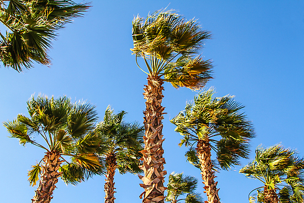 포토 JPG 해외이미지 나무 식물 섬 여행 백그라운드 잎 자연 하늘 휴식 손바닥 사람없음 초록색 여름 파란색 햇빛 태양 여행객 숲 태평양 남쪽 해외202004 해외포토 자연요소 손 계절 바다 컬러 컨셉 사람 방향 생태계 파일형식 이미지허브