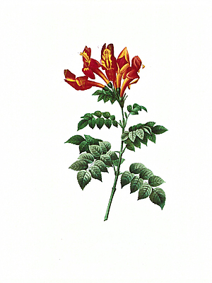 JPG 해외이미지 식물 꽃 꽃다발 일러스트 붓터치 수채화 사람없음 들꽃 그림 번짐 해외202004 해외일러스트 파일형식 효과 이미지허브