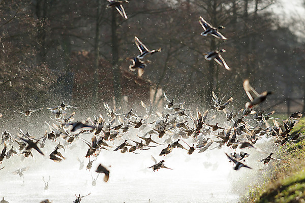 포토 JPG 해외이미지 동물 구름 계절 실루엣 호수 야생동물 바다 백그라운드 날개 모션 자연 벽지 조류 하늘 풍경 사람없음 야외 빨간색 여름 파란색 빛 태양 일출 검은색 일몰 봄 자유 흰색 그룹 깃털 생태계 내추럴 동물상 무료 많음 해외202004 해외포토 자연요소 컬러 컨셉 촬영기법 조형물 노을 파일형식 이미지허브