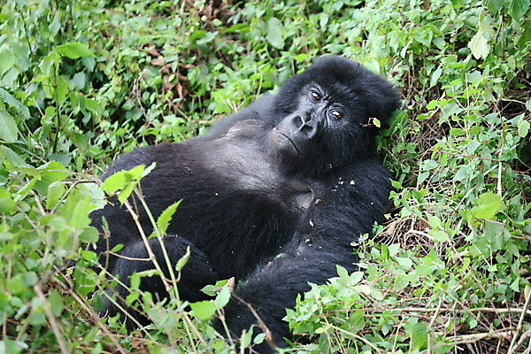 포토 JPG 해외이미지 나무 동물 응시 얼굴 야생동물 포유류 아프리카 자연 털 사람없음 야외 반려동물 머리 검은색 힘 원숭이 황무지 숲 큼 열대우림 사파리 유인원 리빙 고릴라 르완다 삼림지대 우간다 해외202004 해외포토 식물 시선 나라 컬러 신체부위 크기 생태계 파일형식 이미지허브