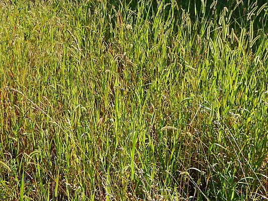 포토 JPG 해외이미지 나무 식물 디자인 공원 백그라운드 자연 풍경 잔디 사람없음 야외 장식 빨간색 초록색 정원 봄 관목 원예 조경 내추럴 심기 해외202004 해외포토 계절 공공시설 컬러 모션 취미 생태계 파일형식 이미지허브