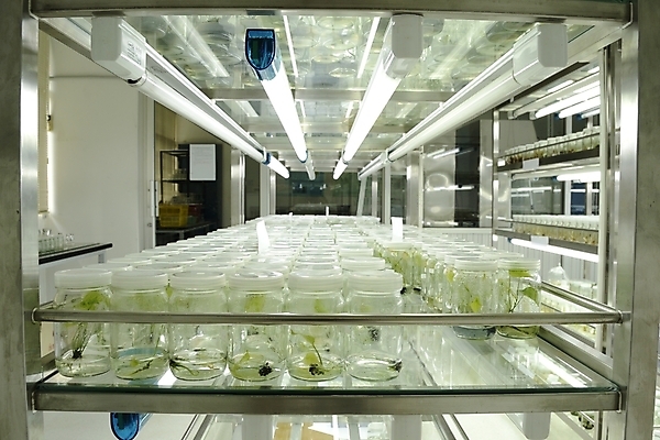 포토 JPG 해외이미지 나무 식물 교육 꽃 문화 과학 선반 세포 실험 사람없음 초록색 빛 환경 시험 성장 죽음 조직 실험실 중앙 질병 생명공학 먹이 과학자 분석 생물학 유전 줄서기 캡모자 해외202004 해외포토 직업 모자_잡화 컬러 가구 컨셉 의학 모션 학자 파일형식 이미지허브