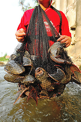 포토 JPG 해외이미지 동물 태국 자연 유리 어류 사람없음 물 반려동물 강 해조류 핥기 먹기 열대기후 해외202004 해외포토 자연요소 아시아 모션 재질 수중동물 해양식물 생태계 파일형식 이미지허브