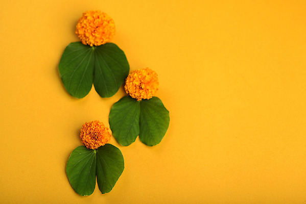 포토 JPG 해외이미지 나무 전통 꽃 행복 종교 문화 백그라운드 잎 휴가 사람없음 초록색 약 축제 축하 황금 인도인 심볼 예배 신성 램 숭배 필승 힌두교 해외202004 해외포토 외국인 식물 감정 컬러 컨셉 의학 동양인 우승 파일형식 이미지허브