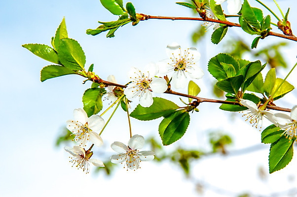포토 JPG 해외이미지 나무 식물 디자인 계절 꽃잎 꽃 잎 꽃무늬 자연 새로움 사람없음 야외 장식 초록색 파란색 정원 맑음 봄 성장 벚꽃 흰색 나뭇가지 축하 신선 개화 체리 우아함 사과 과수원 원예 꽃수술 해외202004 해외포토 컬러 컨셉 무늬 농업 과일 날씨 취미 생태계 파일형식 이미지허브