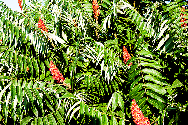 포토 JPG 해외이미지 나무 식물 계절 음식 백그라운드 잎 오렌지 재료 자연 건강 사람없음 빨간색 초록색 컬러풀 노란색 가을 흰색 맛 숲 향신료 유기농 매움 내추럴 해외202004 해외포토 웰빙 컬러 컨셉 과일 생태계 향미료 파일형식 이미지허브