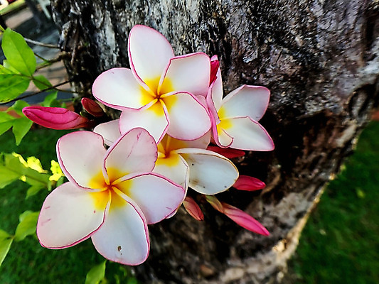 포토 JPG 해외이미지 나무 디자인 꽃잎 꽃 분홍색 꽃다발 나비 백그라운드 잎 꽃무늬 자연 휴식 미술 사람없음 장식 빨간색 초록색 노란색 정원 스파 봄 벚꽃 흰색 인사 신선 다발 묘사 내추럴 고립 엘리먼트 해외202004 해외포토 식물 계절 컬러 곤충 컨셉 무늬 문화예술 예절 생태계 파일형식 이미지허브