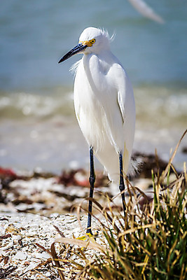 포토 JPG 해외이미지 동물 척추동물 공원 야생동물 백그라운드 날개 자연 조류 휴가 사람없음 옆모습 물 노란색 머리 환경 흰색 습지 깃털 부리 내추럴 고립 생태학 눈내림 플로리다 해외202004 해외포토 자연요소 공공시설 교육 뷰포인트 컬러 눈_날씨 신체부위 미국 생태계 파일형식 이미지허브