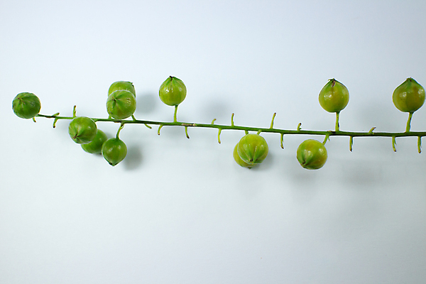 포토 JPG 해외이미지 식물 열매 꽃 백그라운드 잎 꽃무늬 농업 자연 하늘 사람없음 초록색 파란색 정원 보라색 벚꽃 황금 떨어짐 이슬 작음 제비꽃 비둘기 L 해외202004 해외포토 알파벳 산업 컬러 컨셉 무늬 조류 크기 생태계 파일형식 이미지허브