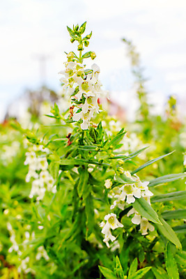 포토 JPG 해외이미지 식물 계절 꽃 꽃다발 백그라운드 컨셉 잎 꽃무늬 패턴 밭 자연 탁자 주택 미술 사람없음 장식 초록색 파란색 금속 정원 꽃병 보라색 봄 성장 벚꽃 신선 그룹 다발 철 묘사 질감 내추럴 해외202004 해외포토 컬러 가구 무늬 농업 재질 문화예술 건물 생태계 파일형식 이미지허브