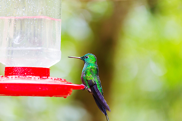 포토 JPG 해외이미지 동물 꽃 야생동물 음식 섬 날개 오렌지 자연 조류 날리기 사람없음 초록색 빛 미국 습지 숲 작음 먹기 깃털 꼬리 부리 광택 꿀 공평 계산서 벌새 서쪽 수유 이국적 해외202004 해외포토 식물 컬러 북아메리카 과일 모션 크기 방향 생태계 파일형식 이미지허브