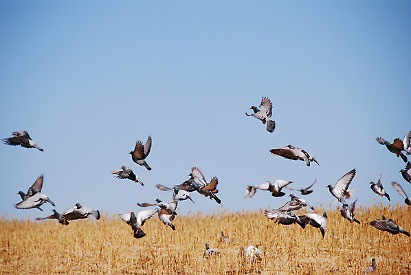 포토 JPG 해외이미지 야생동물 밭 날개 모션 자연 조류 하늘 사람없음 야외 여름 파란색 자유 그룹 큼 심볼 깃털 비둘기 장면 해외202004 해외포토 동물 계절 컬러 컨셉 농업 크기 생태계 파일형식 이미지허브