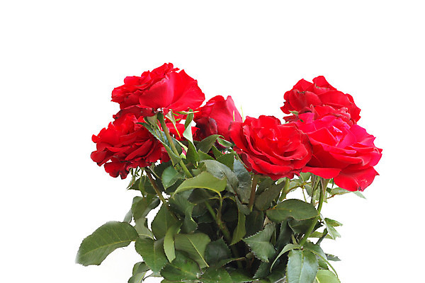 포토 JPG 해외이미지 식물 꽃잎 꽃 줄기 백그라운드 잎 자연 사랑 사람없음 빨간색 초록색 장미 활발 개화 가시 선택 오브젝트 꽃봉오리 싱글 심플 문학 고립 기르기 완전 해외202004 해외포토 감정 컬러 컨셉 생태계 돌봄 파일형식 이미지허브