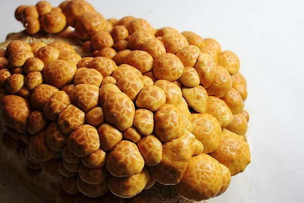 포토 JPG 해외이미지 나무 계절 음식 잎 오렌지 자연 호박 건강 사람없음 목재 장식 바구니 버섯 할로윈 가을 시골 맛 숲 9월 유기농 나무껍질 추수감사절 건강식 10월 내추럴 식용 채식주의자 비건 해외202004 비건음식 해외포토 식물 웰빙 기독교 컨셉 채소 과일 재료 껍질 날짜 생태계 채식 파일형식 이미지허브