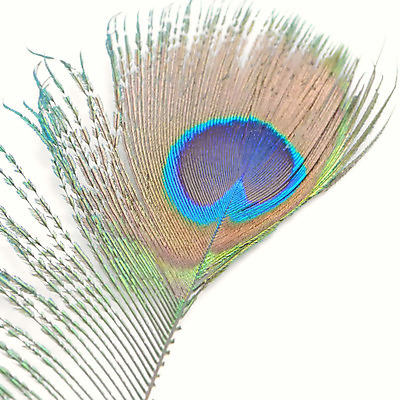 포토 JPG 해외이미지 동물 디자인 야생동물 백그라운드 패턴 자연 조류 추상 사람없음 초록색 파란색 컬러풀 흰색 우아함 공작 깃털 질감 꼬리 솜털 고립 이국적 해외202004 해외포토 컬러 컨셉 무늬 생태계 파일형식 이미지허브