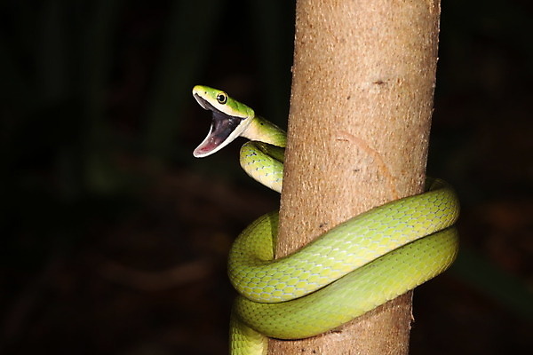 포토 JPG 해외이미지 나무 저울 사람없음 초록색 추위 오픈 입 뱀 토막 공격적 스트라이크 해외202004 해외포토 식물 컬러 컨셉 파충류 신체부위 파일형식 이미지허브