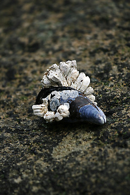 포토 JPG 해외이미지 동물 공원 바다 여행 캐나다 근육 조개 영국 생물 어류 사람없음 여행객 껍질 신선 도시 오픈 콜롬비아 해산물 벤쿠버 서쪽 해외202004 해외포토 공공시설 유럽 북아메리카 어패류 사람 수중동물 남아메리카 방향 파일형식 이미지허브