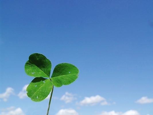 포토 JPG 해외이미지 식물 구름 계절 실루엣 하늘색 백그라운드 잎 자연 벽지 하늘 풍경 사람없음 야외 여름 파란색 빛 덮개 흰색 재산 클로버 허브 질감 지역 천국 해외202004 해외포토 자연요소 컬러 촬영기법 금융 뚜껑 생태계 파일형식 이미지허브