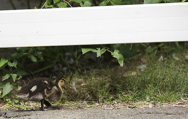 포토 JPG 해외이미지 동물 호수 야생동물 여행 농업 신체 날개 자연 조류 생물 오리 병아리 풍경 사람없음 야외 여름 농장 노란색 검은색 수영 가축 시골 아기 연못 우아함 깃털 부리 물새 청둥오리 내추럴 동물상 뒤뜰 해외202004 해외포토 계절 산업 컬러 컨셉 사람 조형물 수상스포츠 생태계 파일형식 이미지허브