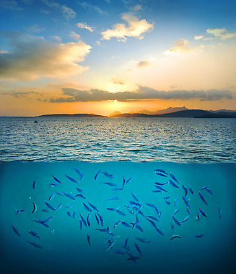 포토 JPG 해외이미지 동물 커플 바다 섬 여행 파충류 아프리카 태국 자연 낚시 휴가 이집트 어류 가면 풍경 사람없음 야외 물 파란색 태양 바닷속 수중 스노클링 산호 잠수부 다이빙 지느러미 암초 에콰도르 고등어 깊이 안다만 이국적 파라다이스 해외202004 해외포토 자연요소 나라 아시아 컬러 관계 레저 수영 수중동물 수상스포츠 남아메리카 자포동물 전문직 생태계 수중스포츠 파일형식 이미지허브