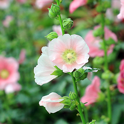 포토 JPG 해외이미지 식물 꽃 꽃다발 백그라운드 잎 꽃무늬 밭 농업 자연 새로움 사람없음 장식 초록색 여름 컬러풀 정원 성장 벚꽃 나뭇가지 신선 화려 개화 허브 해외202004 해외포토 나무 계절 산업 컬러 컨셉 무늬 생태계 파일형식 이미지허브