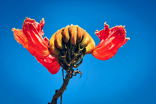 포토 JPG 해외이미지 나무 식물 꽃잎 꽃 낙엽 오렌지 자연 하늘 불꽃 열대 거리 사람없음 장식 빨간색 초록색 파란색 컬러풀 노란색 벚꽃 공작 관목 진홍색 이국적 파라다이스 많음 해외202004 해외포토 컬러 컨셉 잎 과일 조류 불 생태계 파일형식 이미지허브