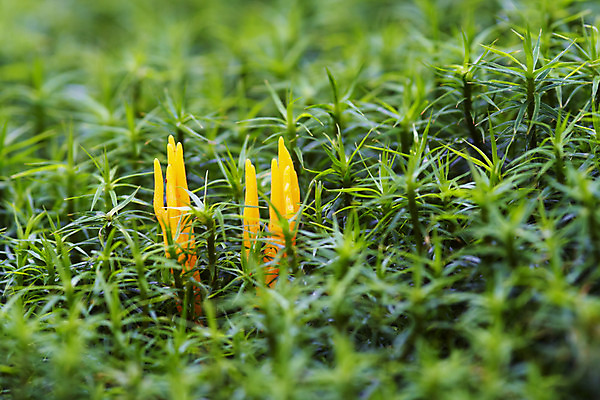 포토 JPG 해외이미지 식물 자연 사람없음 버섯 묘사 클럽 스펀지 곰팡이 해외202004 해외포토 생태계 파일형식 이미지허브