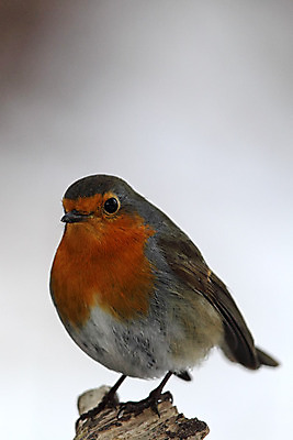 포토 JPG 해외이미지 동물 야생동물 겨울 자연 조류 앉기 사람없음 빨간색 작음 해외202004 해외포토 계절 컬러 모션 크기 생태계 파일형식 이미지허브