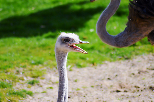 포토 JPG 해외이미지 식물 동물 꽃 모래 분홍색 꽃다발 결혼 백그라운드 컨셉 오렌지 아프리카 자연 조류 결혼식 부활절 선물 사랑 사람없음 장식 빨간색 컬러풀 장미 노란색 머리 정원 보라색 봄 튤립 흰색 축하 신용카드 생일 유머 숲 데이지 부리 목 타조 내추럴 고립 해외202004 해외포토 계절 기념일 감정 나라 컬러 과일 이벤트 신체부위 금융 생태계 파일형식 이미지허브