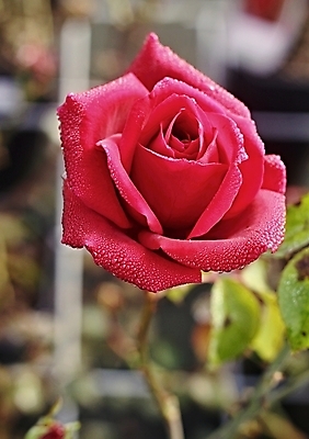 포토 JPG 해외이미지 기념일 꽃 분홍색 백그라운드 꽃무늬 자연 발렌타인데이 사랑 사람없음 빨간색 물 장미 정원 젖음 신선 오픈 제비꽃 질감 아로마 부드러움 아로마테라피 해외202004 해외포토 자연요소 식물 감정 컬러 무늬 데이이벤트 이벤트 감각 생태계 테라피 파일형식 이미지허브