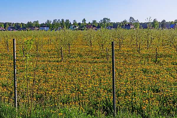 포토 JPG 해외이미지 나무 식물 계절 꽃잎 꽃 지구 백그라운드 낙엽 밭 농업 사람없음 울타리 마을 정원 봄 성장 벚꽃 시골 개화 그룹 분위기 사과 민들레 땅 원예 밭일 벨로루시 생태학 많음 세련 해외202004 해외포토 교육 산업 컨셉 잎 과일 취미 담장 파일형식 이미지허브
