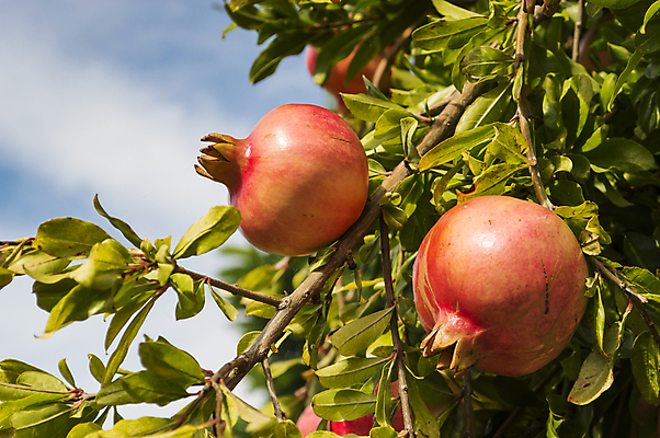 포토 JPG 해외이미지 나무 식물 전통 계절 종교 문화 음식 백그라운드 잎 농업 과일 자연 하늘 건강 사람없음 야외 빨간색 초록색 여름 컬러풀 태양 노란색 정원 주스 수확 가을 나뭇가지 신선 먹기 묘사 날것 석류 숙성 해외202004 해외포토 자연요소 산업 음료 컬러 모션 생태계 파일형식 이미지허브
