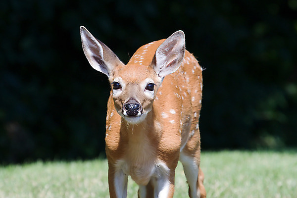 포토 JPG 해외이미지 나무 야생동물 자연 사슴 사람없음 야외 갈색 분노 코 귀 뒤뜰 해외202004 해외포토 식물 동물 감정 컬러 포유류 신체부위 생태계 파일형식 이미지허브