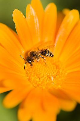 포토 JPG 해외이미지 식물 동물 꽃 곤충 오렌지 자연 사람없음 정원 봄 묘사 꽃가루 꿀 해외202004 해외포토 계절 과일 가루 생태계 파일형식 이미지허브