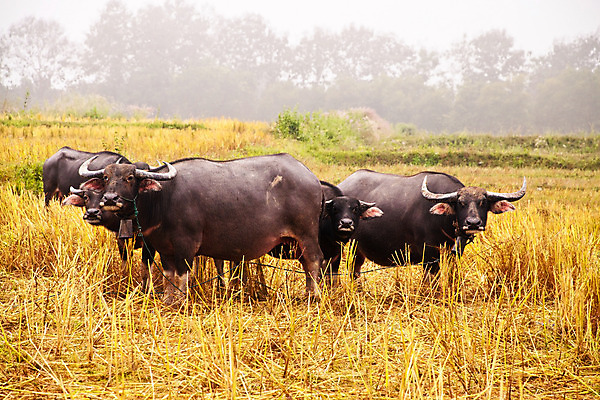 포토 JPG 해외이미지 나무 동물 1 공원 남자 아시아 문화 야생동물 분홍색 농업 포유류 태국 자연 밥 근육 노동자 생물 뿔 서기 사람없음 야외 초록색 물 농장 힘 수확 흰색 연못 업무 뜨거움 농부 위험 큼 먹기 사파리 진흙 무거움 내추럴 고립 동물상 해외202004 해외포토 자연요소 식물 직업 공공시설 나라 산업 음식 컬러 컨셉 모션 사람 조형물 작업 무게 크기 생태계 파일형식 이미지허브