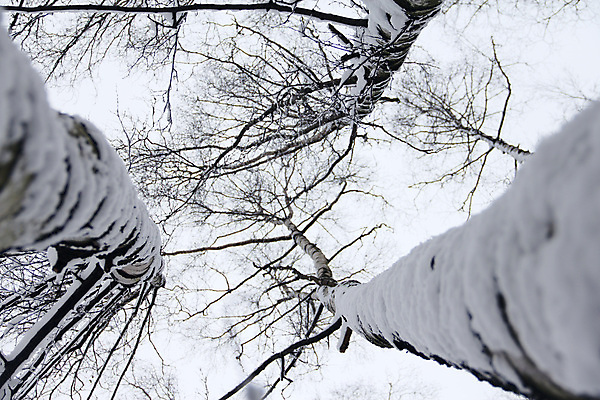 포토 JPG 해외이미지 나무 공원 백그라운드 크리스마스 겨울 자연 풍경 사람없음 냉동 추위 흰색 숲 서리 내추럴 해외202004 해외포토 식물 계절 공공시설 기념일 컬러 생태계 파일형식 이미지허브