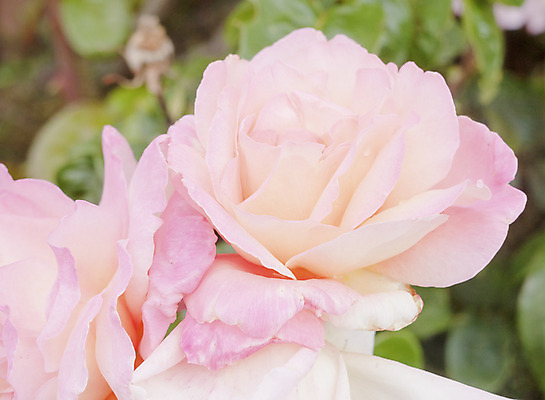 포토 JPG 해외이미지 식물 계절 기념일 꽃잎 꽃 분홍색 꽃다발 결혼 잎 꽃무늬 휴가 발렌타인데이 선물 사랑 사람없음 장식 컬러풀 장미 정원 봄 활발 벚꽃 신선 신용카드 개화 닫기 관목 원예 내추럴 해외202004 해외포토 나무 감정 컬러 컨셉 무늬 모션 데이이벤트 이벤트 취미 금융 파일형식 이미지허브