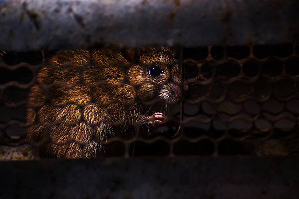 포토 JPG 해외이미지 동물 음식 백그라운드 컨셉 치즈 주택 실내 사람없음 갈색 검은색 어둠 장비 회색 잡기 닫기 해충 질병 야간 쥐 설치류 감염 새장 올가미 제어 해외202004 해외포토 자연요소 컬러 의학 모션 유제품 내부 건물 벌레 케이지 파일형식 이미지허브