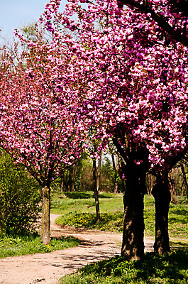 포토 JPG 해외이미지 나무 식물 계절 공원 꽃 도로 길 분홍색 자연 그림자 사람없음 초록색 평화 정원 봄 벚꽃 개화 복숭아 길가 해외202004 해외포토 공공시설 컬러 컨셉 과일 교통시설 생태계 파일형식 이미지허브