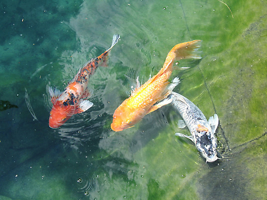 포토 JPG 해외이미지 호수 오렌지 어류 사람없음 빨간색 물 반려동물 수영 황금 큼 거인 해외202004 해외포토 자연요소 동물 컬러 과일 수중동물 수상스포츠 크기 파일형식 이미지허브