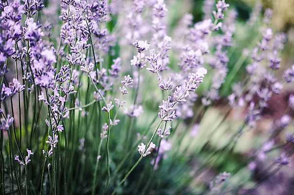 포토 JPG 해외이미지 식물 꽃 백그라운드 꽃무늬 밭 농업 재료 자연 건강 사람없음 야외 태양 정원 맑음 보라색 봄 프랑스 흰색 시골 허브 제비꽃 향기 아로마 향 아로마테라피 라벤더 라일락 내추럴 프랑스어 프로방스 해외202004 해외포토 자연요소 문자 계절 유럽 산업 컬러 무늬 날씨 생태계 냄새 테라피 파일형식 이미지허브