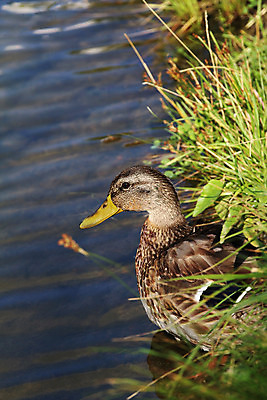 포토 JPG 해외이미지 동물 남자 호수 야생동물 날개 자연 조류 아침 오리 사람없음 야외 초록색 물 여름 빛 반려동물 강 컬러풀 농장 평화 수영 봄 거울 회색 덮개 연못 깃털 사냥 엽서 솜털 청둥오리 내추럴 스트라이크 해외202004 해외포토 주간 자연요소 계절 컬러 컨셉 농업 사람 뚜껑 수상스포츠 편지 생태계 파일형식 이미지허브