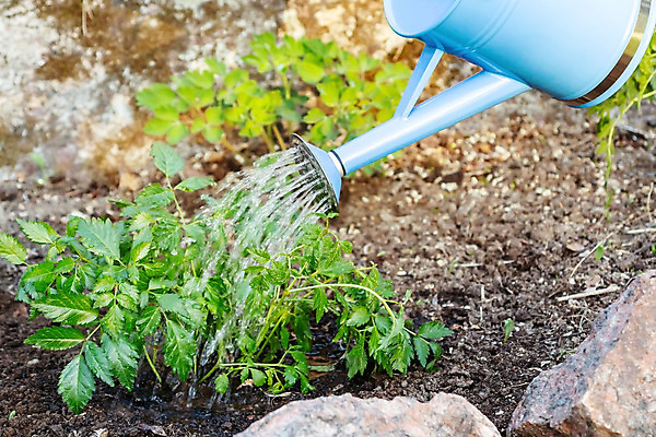포토 JPG 해외이미지 식물 디자인 여자 꽃 장갑 꽃무늬 자연 관리 풍경 취미 사람없음 야외 초록색 여름 정원 맑음 흙 봄 공구 침대 업무 캔 미끄럼틀 삽 물주기 원예 조경 화단 돌봄 땅바닥 심기 원예사 해외202004 해외포토 직업 잡화 계절 컬러 가구 무늬 모션 날씨 바닥 사람 도구 작업 놀이기구 생태계 파일형식 이미지허브