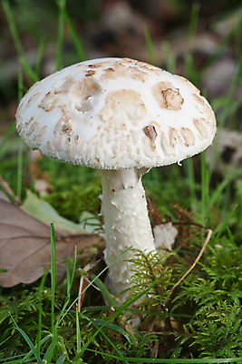 포토 JPG 해외이미지 잎 자연 이끼 사람없음 버섯 흰색 통과 거짓 독버섯 해외202004 해외포토 식물 컬러 생태계 파일형식 이미지허브