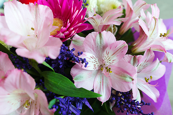 포토 JPG 해외이미지 식물 기념일 꽃잎 꽃 분홍색 꽃다발 잎 꽃무늬 자연 벽지 결혼식 발렌타인데이 선물 사랑 사람없음 장식 초록색 세트 정원 축제 놀람 봄 성장 벚꽃 흰색 축하 신선 개화 그룹 의식 큼 다발 수집 심볼 질감 향기 아로마 열정 악취 멀티 해외202004 해외포토 계절 감정 컬러 결혼 컨셉 무늬 데이이벤트 표정 이벤트 크기 생태계 냄새 파일형식 이미지허브