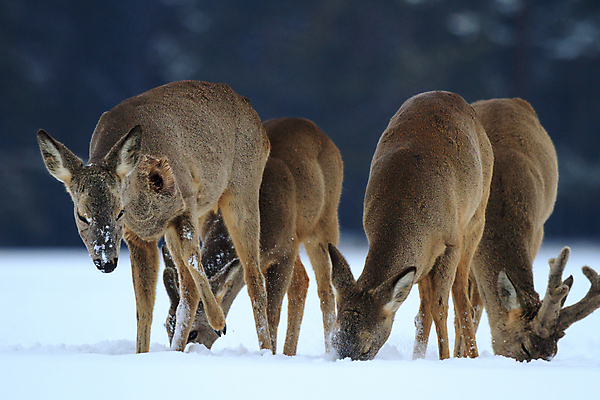 포토 JPG 해외이미지 나무 동물 계절 공원 여자 야생동물 백그라운드 겨울 밭 포유류 자연 털 사람없음 야외 목재 초록색 갈색 달러 추위 가을 흰색 나뭇가지 시골 황무지 티켓 숲 꼬리 사냥 동물상 삼림지대 아기사슴 암사슴 해외202004 해외포토 식물 공공시설 새끼 컬러 돈 농업 재료 사슴 사람 조형물 암컷 생태계 파일형식 이미지허브