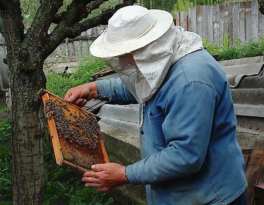 포토 JPG 해외이미지 모양 동물 옷 음식 백그라운드 컨셉 농업 비즈니스 자연 프레임 건강 관리 한명 빨간색 약 농장 목장 흰색 애벌레 꿀 벌집 양봉장 왁스 해외202004 해외포토 1 산업 컬러 의학 사람 벌레 생태계 파일형식 이미지허브