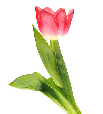 포토 JPG 해외이미지 식물 꽃잎 꽃 줄기 꽃다발 컨셉 꽃무늬 자연 휴가 부활절 기념 발렌타인데이 선물 사랑 미술 사람없음 장식 빨간색 초록색 컬러풀 정원 보라색 봄 튤립 벚꽃 흰색 인사 신선 신용카드 클래식 우아함 다발 배열 꽃집 묘사 내추럴 고립 해외202004 해외포토 계절 기념일 감정 컬러 무늬 데이이벤트 문화예술 금융 상점 예절 생태계 파일형식 이미지허브