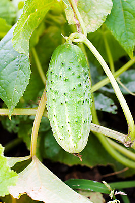 포토 JPG 해외이미지 식물 라이프스타일 음식 잎 농업 다이어트 채소 재료 자연 오이 건강 사람없음 초록색 여름 농작물 농장 정원 맑음 샐러드 침대 신선 먹기 오브젝트 유기농 원예 날것 내추럴 밭일 오이피클 채식주의자 해외202004 해외포토 웰빙 계절 산업 컬러 가구 모션 날씨 취미 생활 생태계 채식 피클 파일형식 이미지허브